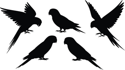 Obraz premium Five parrot silhouettes in various poses against a white background with dynamic wing positions shown