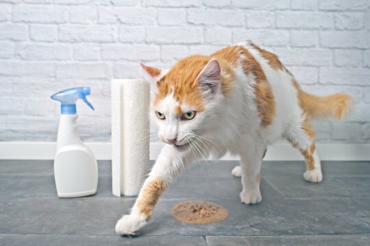 Funny cat tries to dig up vomit.  Horizontal image with selective focus.	