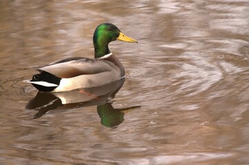 Obraz premium Mallard Duck on a Pond