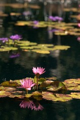 Pink water lilies reflecting in a serene pond.
