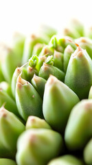 Close Up Of Tiny Succulent Plant Growth