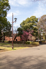Cherry blossom trees in the Ueno Park, Tokyo, Japan