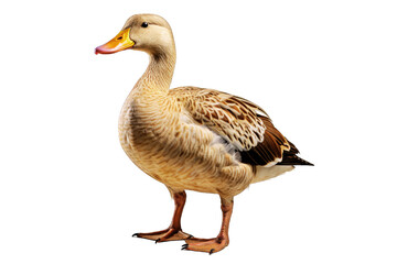 Obraz premium Duck (PNG 8208x5472)