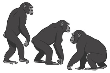 Obraz premium Three gray monkeys in different postures graphic illustration isolated