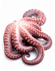 octopus isolated on white