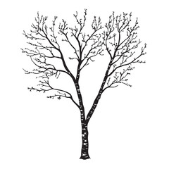 Simple White Background Birch Tree