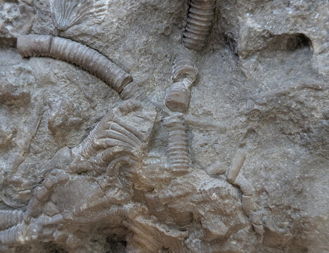 unknown coral fossil