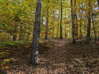 Fototapeta premium autumn forest from czech republic