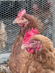 chicken from small home farm