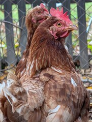chicken from small home farm