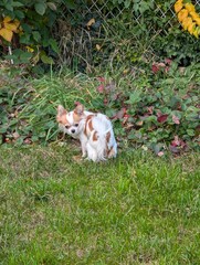 The chihuahua is pooping in the garden