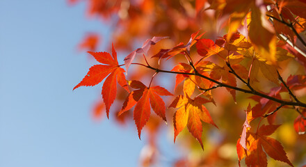 Autumnal Maple Leaves: A Symphony of Red and Orange