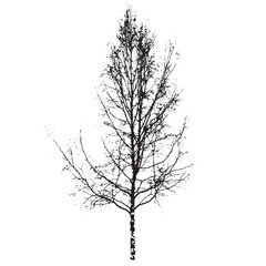 Obraz premium Abstract Birch Tree Black Vector