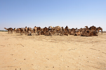 A herd of dromedary camels in Sudan's Sahara desert