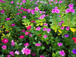 A breathtaking floral garden bursts with vibrant white, pink and purple blooms, surrounded by lush...