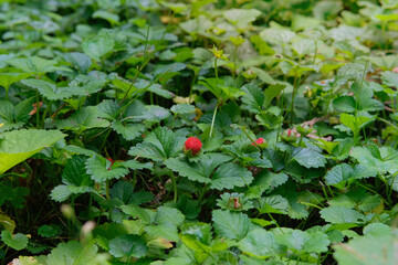 Wild strawberry bushes with berries growing. Natural wild strawberries. Sunny day. Meadow or open areas.