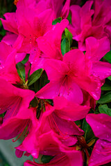 Bright pink azalea flowers in full bloom with raindrops on petals and green leaves in the background