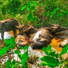 Buffaloes are bathing in the mud.