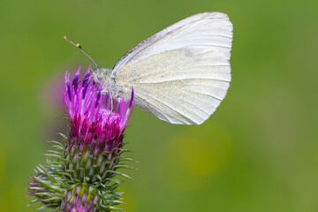 Kleiner Kohlweißling auf lila Distel in Nahaufnahme