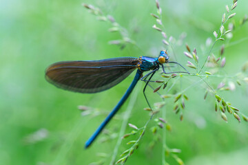Weibliche Blaufl&uuml;gel Prachtlibelle in Makro auf Grashalm