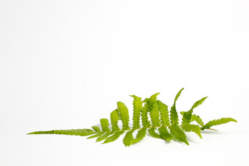 Polypodiophyta leaf isolated on white background