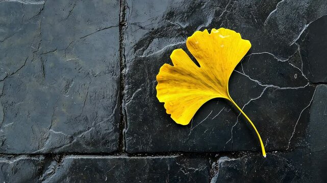 Single yellow ginkgo leaf on dark wet stone