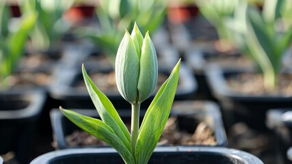 A pale green tulip bud in a pot, surrounded by blurred, similar plants in a nursery setting - Powered by Adobe