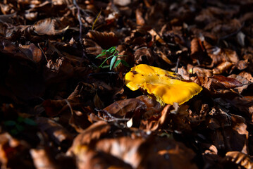 Cantharellus cibarius