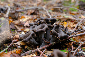Craterellus cornucopioides