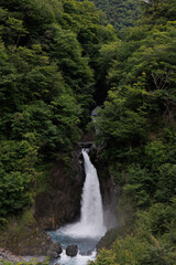 森の中の水量の多い滝