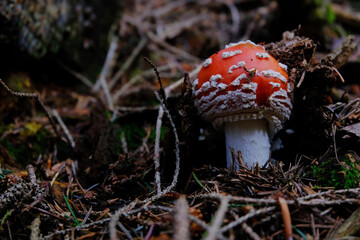 Amanita Muscaria