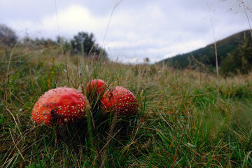 Amanita Muscaria