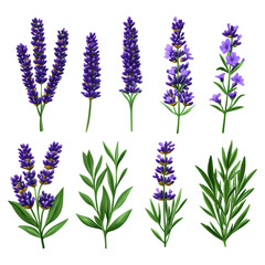 Naklejka premium Vibrant Collection of Lavender Flowers and Green Leaves Isolated on Black, isolated on transparent background.