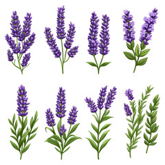 Fototapeta premium Beautiful Lavender Flowers with Multiple Variations and Vibrant Colors, isolated on transparent background.