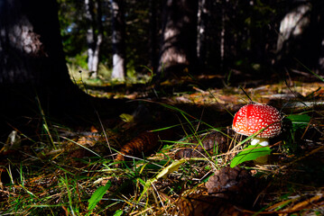 Amanita muscaria