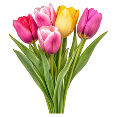 Fototapeta premium Colorful Tulip Bouquet with Pink, Yellow, and Purple Blooms in Fresh Green Leaves, isolated on transparent background.