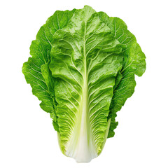 Fresh Romaine Lettuce Head Isolated on White Background for Culinary Use, isolated on transparent background.
