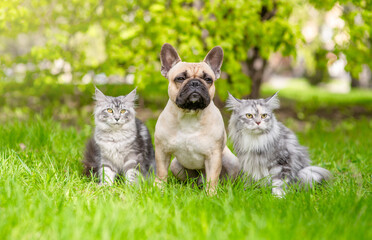 Two adult Maine coon cats sit with French Bulldog  puppy on green summer grass and look at camera...