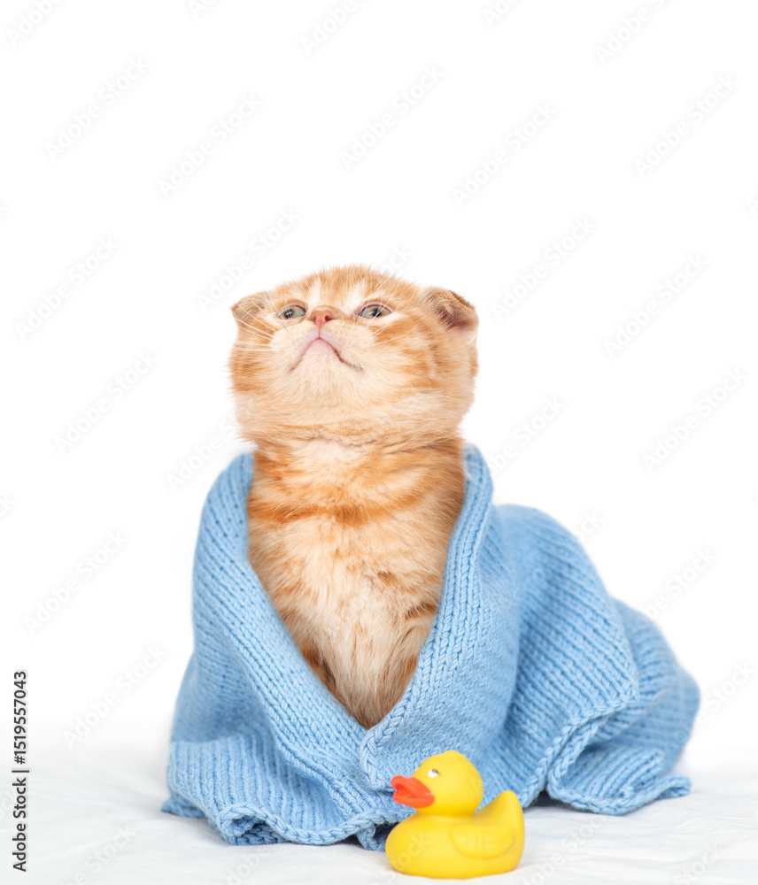 Poster ginger maine coon kitten wrapped in blue towel after bathing sitting with rubber duck and looking up