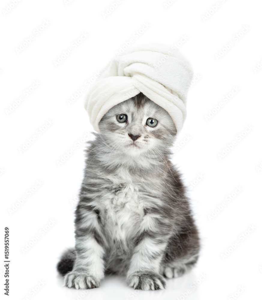 Poster cute maine coon kitten with towel on it head stands in front view and looks at camera. isolated on w