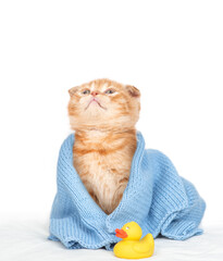 Ginger Maine coon kitten wrapped in blue towel after bathing sitting with rubber duck and looking up on empty space