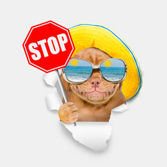 Happy Mastiff puppy wearing mirrored sunglasses and summer hat looking through the hole in white paper and showing stop sign