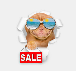 Happy Mastif puppy wearing mirrored sunglasses looking through the hole in white paper and showing signboard with labeled "sale"