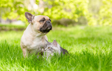 French bulldog and Maine coon cat walk on green summer grass and looking away on empty space