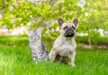 French Bulldog puppy and Maine coon cat sit together on green summer grass