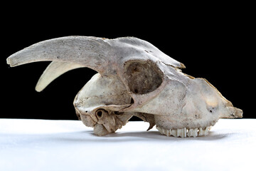 skull on a white background
