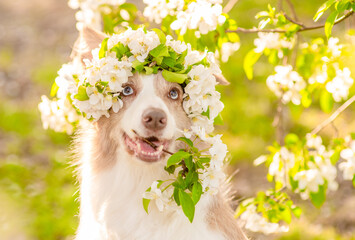 Happy Border Collie puppy wearing wreath of apple blossoms holds a bouquet in it mouth at sunny spring park. Empty space for text