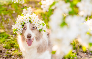 Cute Border Collie puppy wearing wreath of apple blossoms sitting at sunny spring park. Empty space for text