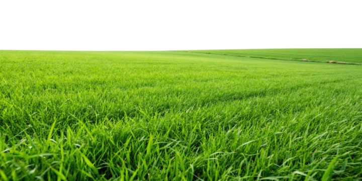  green grass field isolated onbackground..png