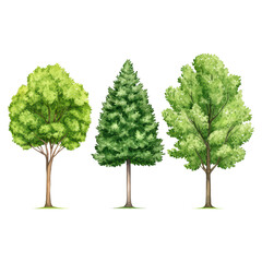 Three Distinct Trees Representing Different Seasonal Foliage Colors, isolated on transparent background.